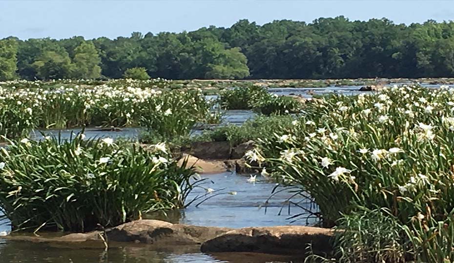 20170615 Lillie shoals