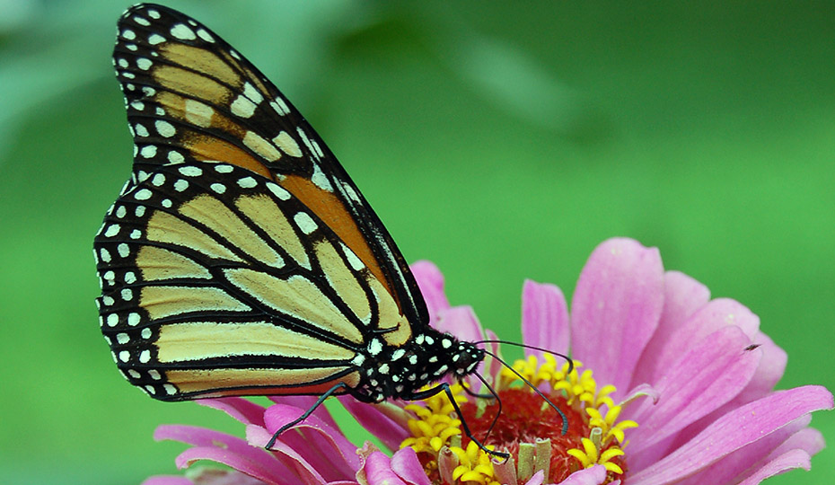A butterfly near the Oconee Nuclear Station in South Carolina. 20171025 Oconee butterfly 4