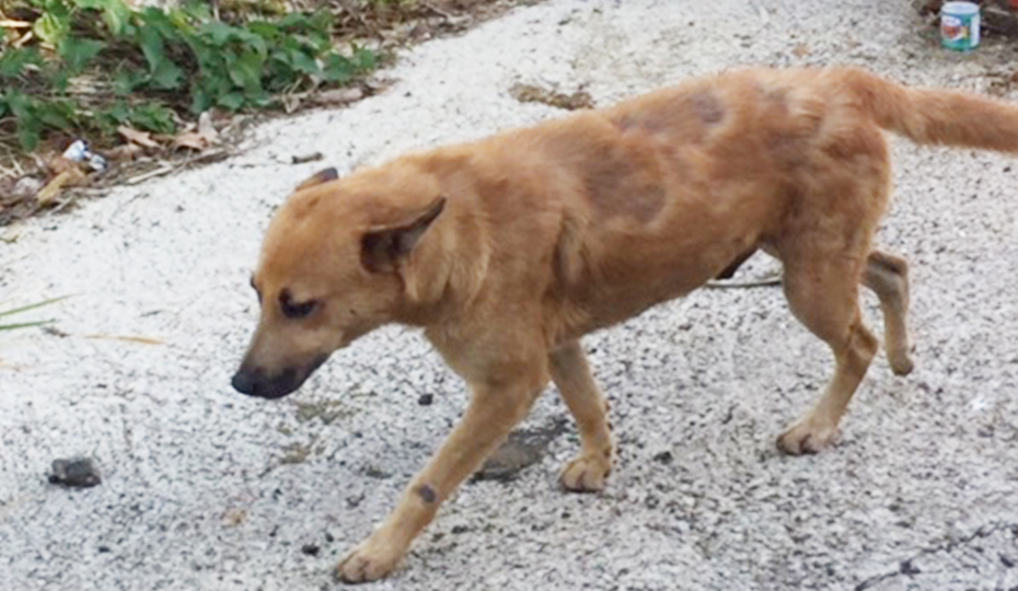 One of the stray dog photos Dennis sent Carol from Puerto Rico. 2018-0402-WifeLetter-Cornell_3