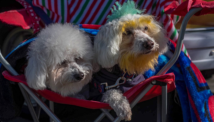 Two Bichons, Morgan (left) and Wrigley (right) sit under a blanket to keep warm. PS02-2018-0327-mns-pet-fair