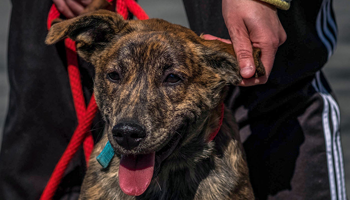 Bobo, a mountain kur, perks up at the sound of some dogs barking. PS11-2018-0327-mns-pet-fair