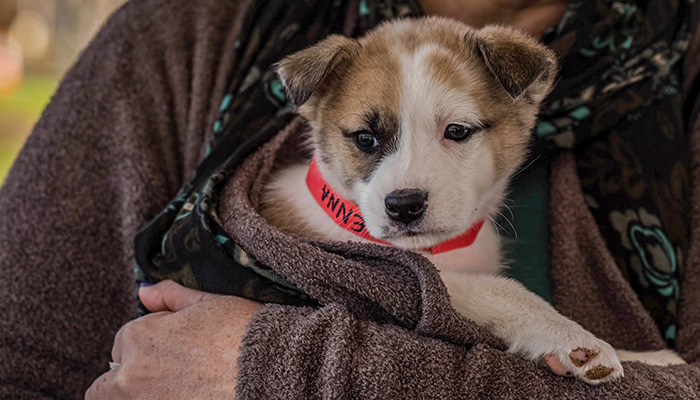 Jenna, a newly adopted shepherd/husky mix, sits with her new owner. PS14-2018-0327-mns-pet-fair