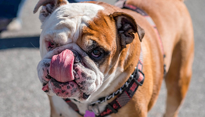 Ware, an English Bulldog, licks his nose. PS15-2018-0327-mns-pet-fair