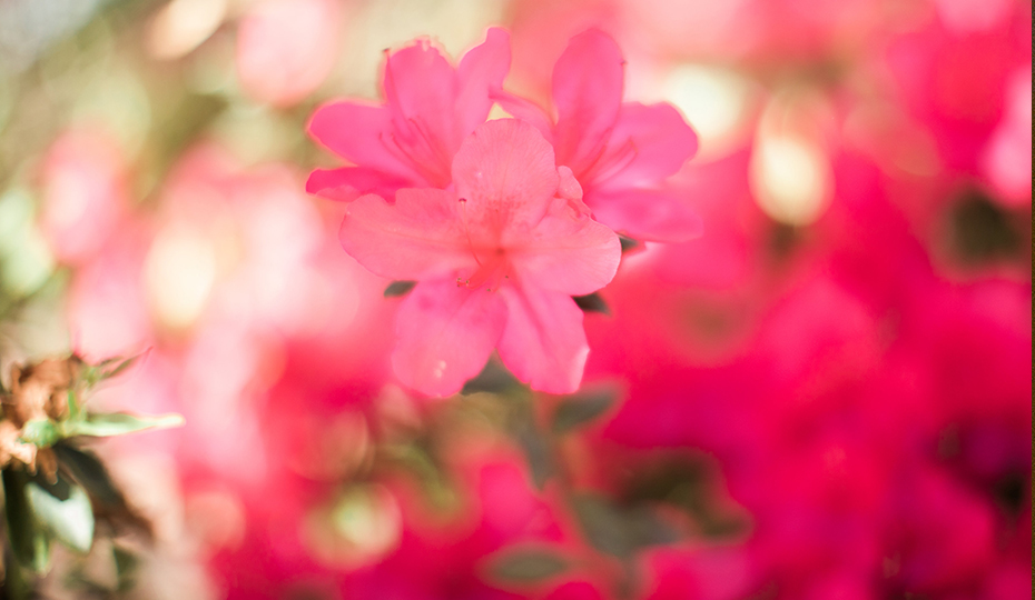 The real star of the annual North Carolina Azalea Festival. 2018-0405-Azalea-flower