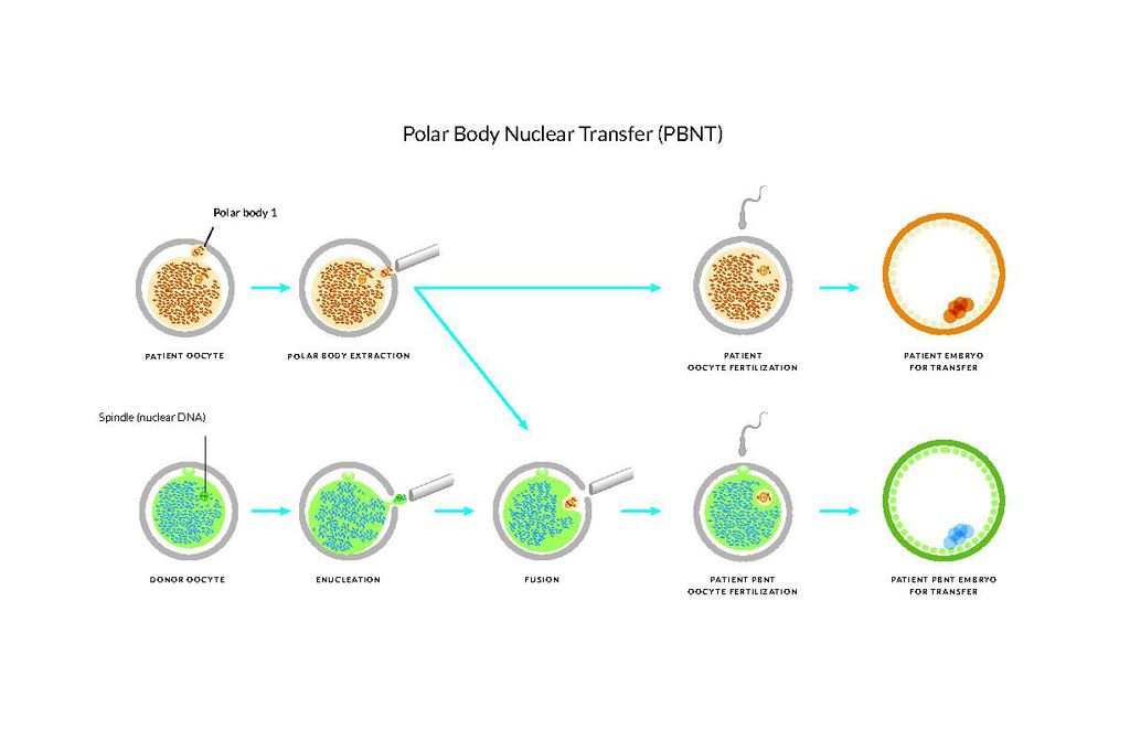 New technique could increase success of infertility treatment | OHSU News