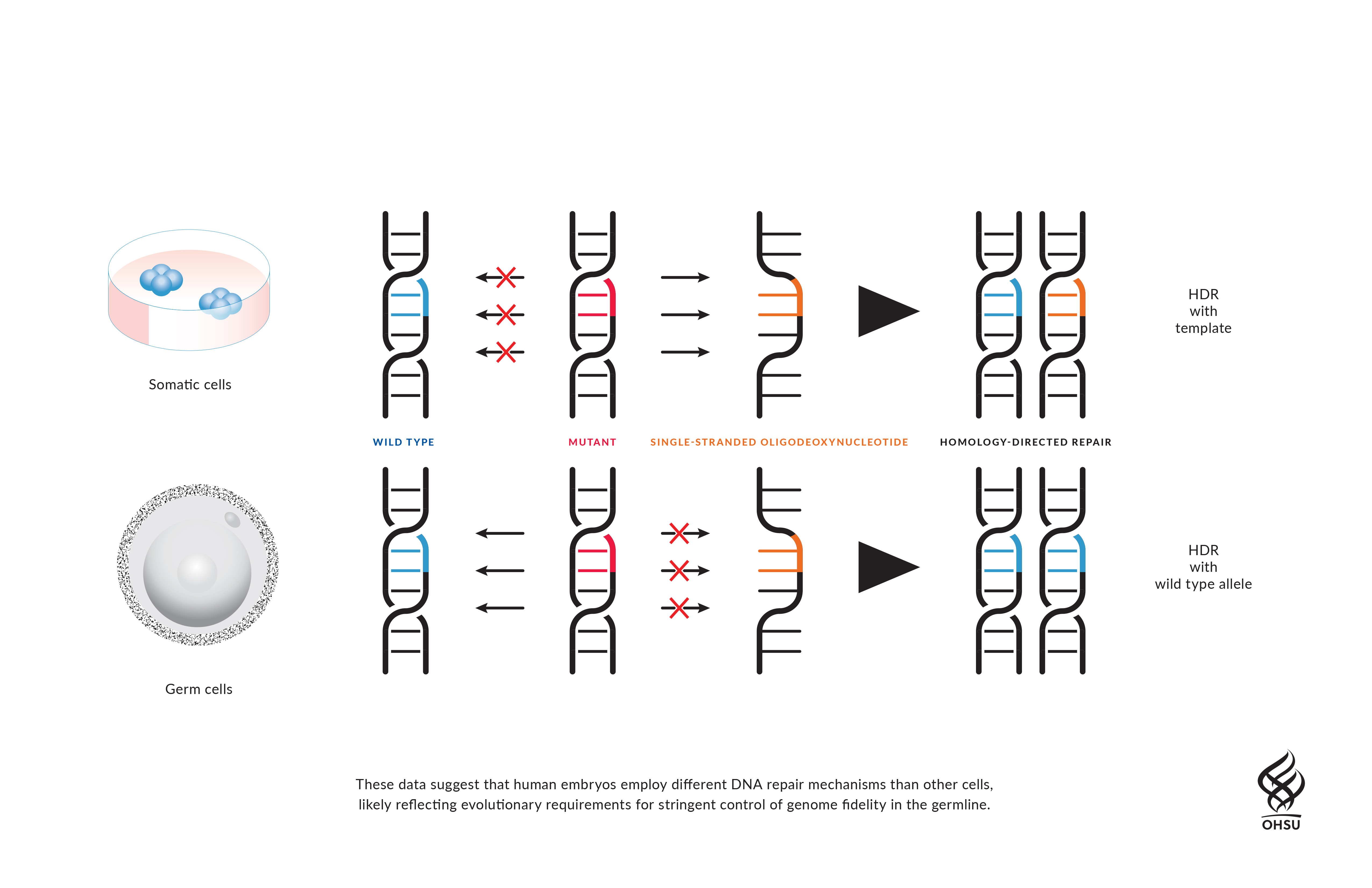 The Future Is Here: How A Third Parent'S Dna Prevents Inherited Diseases - 3uq7u5r