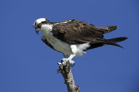 how long do ospreys live