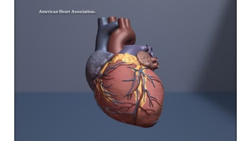 Corazón Beating Heart (Loop)