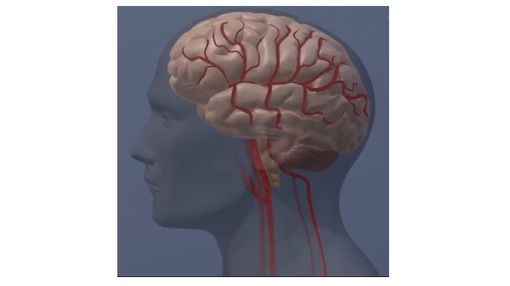 brain still