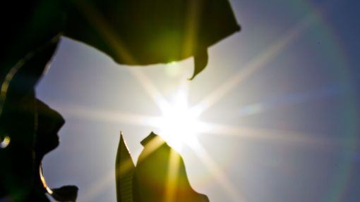 Sun and Plant