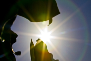 Sun and Plant