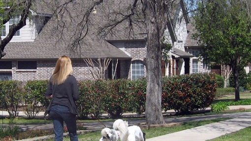 dog walking 3