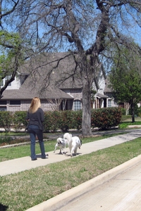 dog walking 3