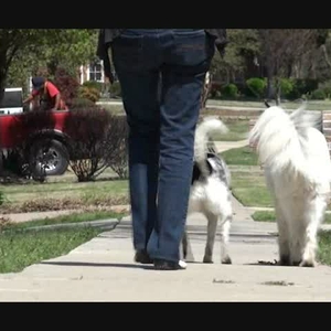 Pets and CVD & Stroke