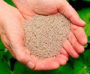 seeds